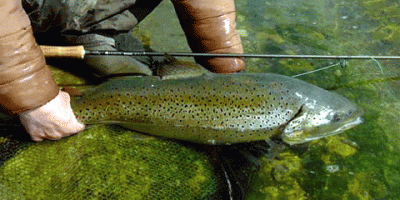 brown trout close.gif